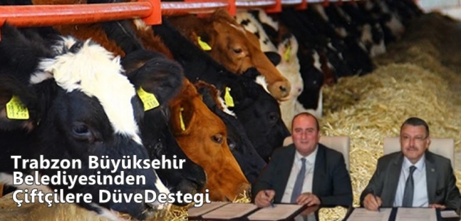 Büyükşehirden Üreticiler Düve Desteği