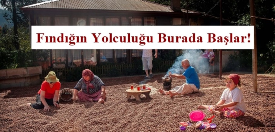 Fındıkta yeni dönem: Kilo azalıyor, döviz artıyor