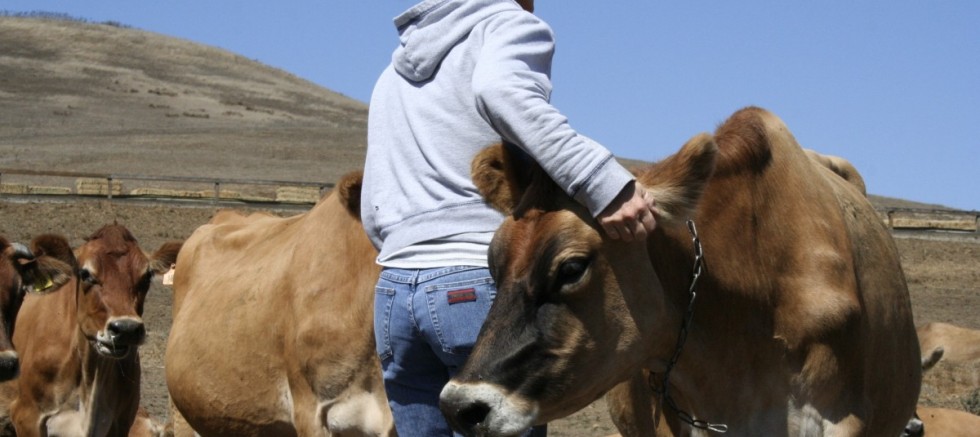 Hayvan Yetiştiriciliği Bizim İşimiz