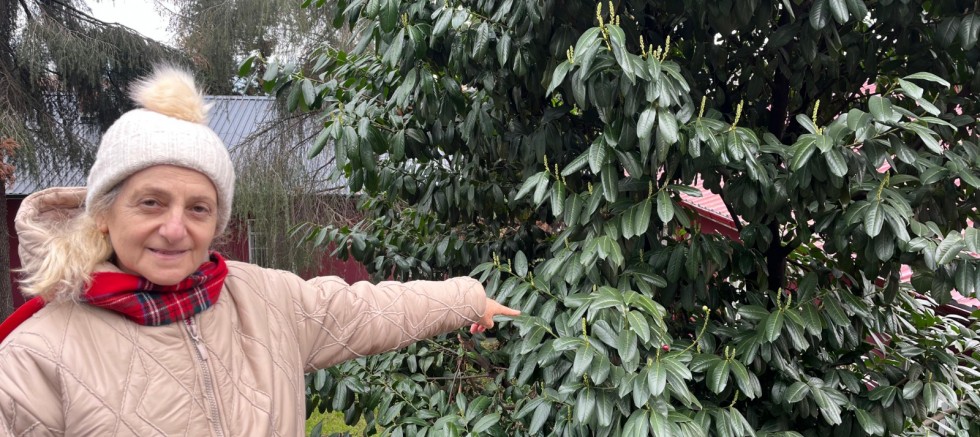 Karayemiş Yaprağı Gündemde