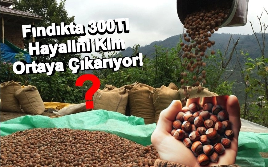 Fındıkta 300 Tl Beklentisi!