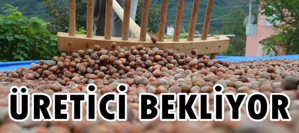 Fındıkta fiyat savaşı başladı!
