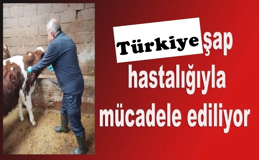Şap Hastalığından Kuş Gribine
