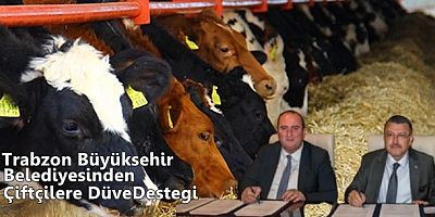 Büyükşehirden Üreticiler Düve Desteği