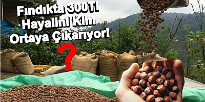 Fındıkta 300 Tl Beklentisi!