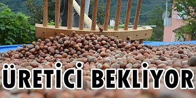 Fındıkta fiyat savaşı başladı!