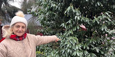 Karayemiş Yaprağı Gündemde