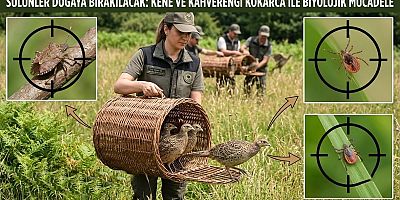 Kene ile Mücadele Başladı