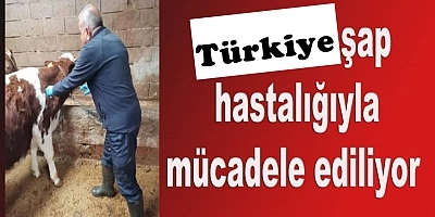 Şap Hastalığından Kuş Gribine